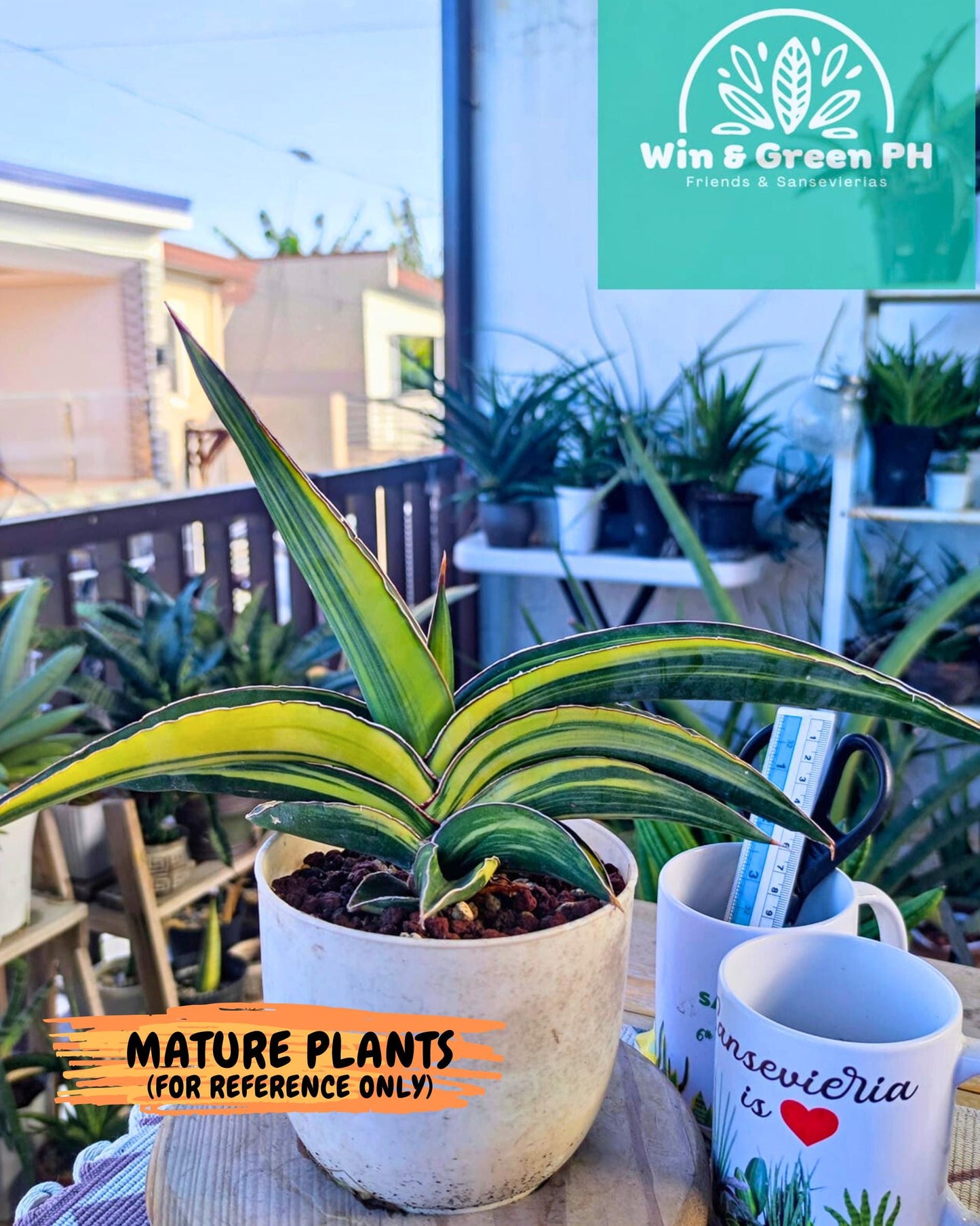 Sansevieria Robusta Var (b) | Rare imported