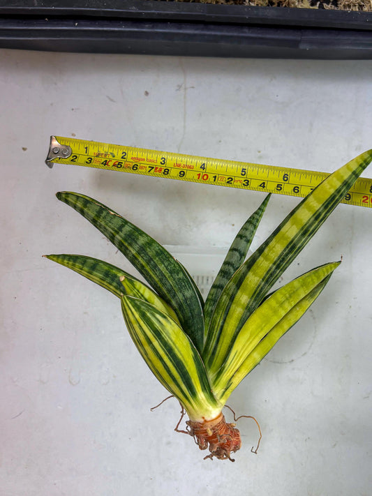 Sansevieria Marsha Anjani Var (ha6) (p) | Rare imported