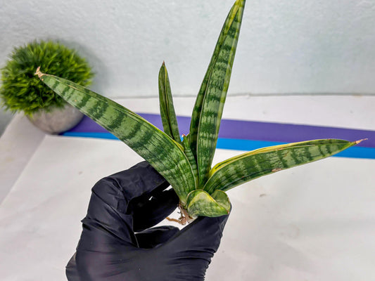Sansevieria Marsha Anjani Var (ha6) (g) | Rare imported