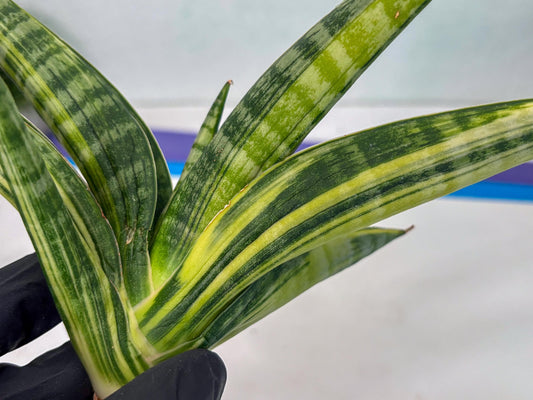 Sansevieria Marsha Anjani Var (ha6) (r) | Rare imported