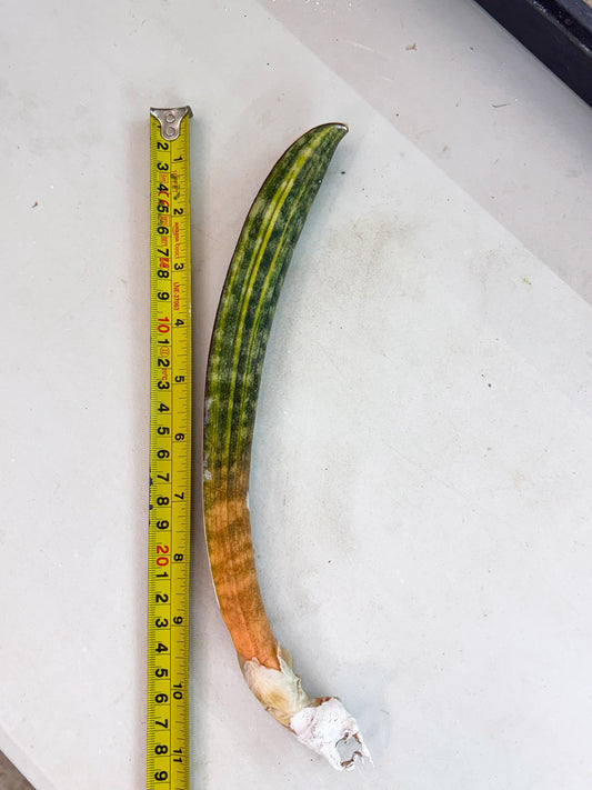 Sansevieria Hallii Baseball Bat Var (su5) (13) | Rare Imported House Plants