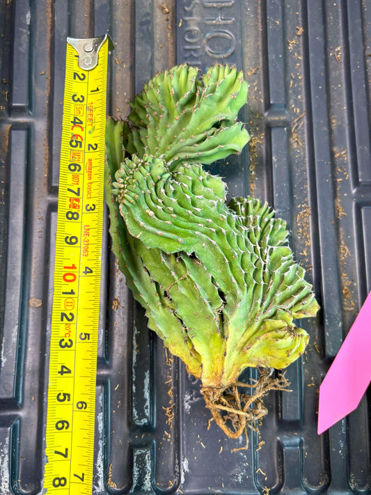 Euphorb Kibwezensis Crested (p) | Rare Plant
