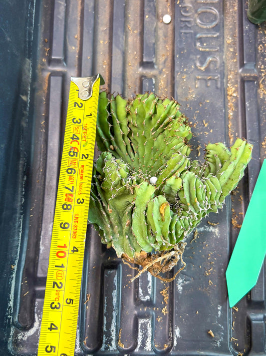 Euphorb Kibwezensis Crested (g) | Rare Plant