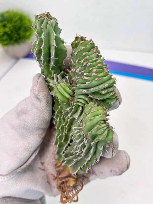 Euphorb Kibwezensis Crested (r) | Rare Plant