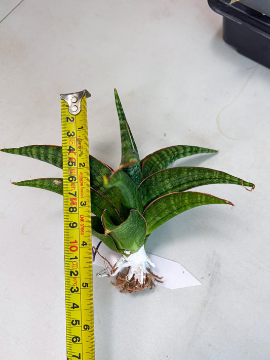 Sansevieria Abra (ba1) (2) | Rare imported