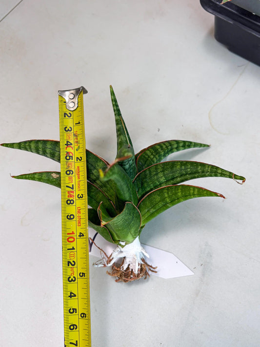 Sansevieria Abra (ba1) (2) | Rare imported