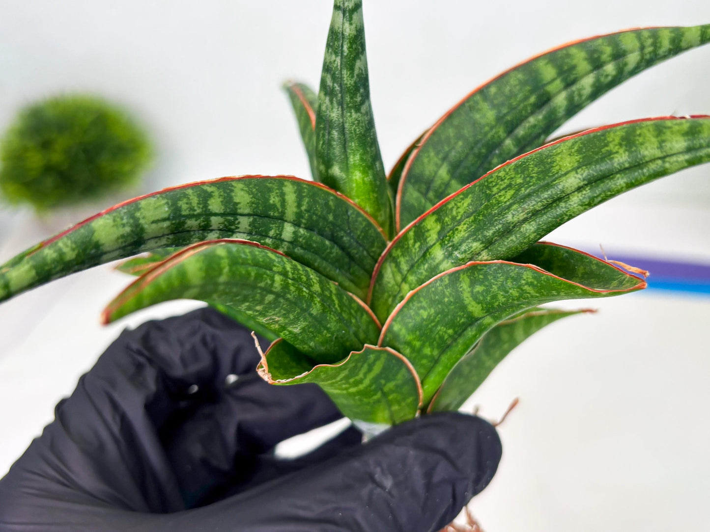 Sansevieria Abra (ba1) (2) | Rare imported