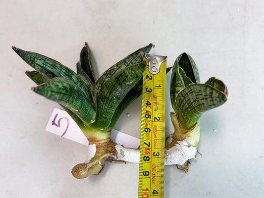 Sansevieria Macho (ba1) (5) | Rara Hybrid