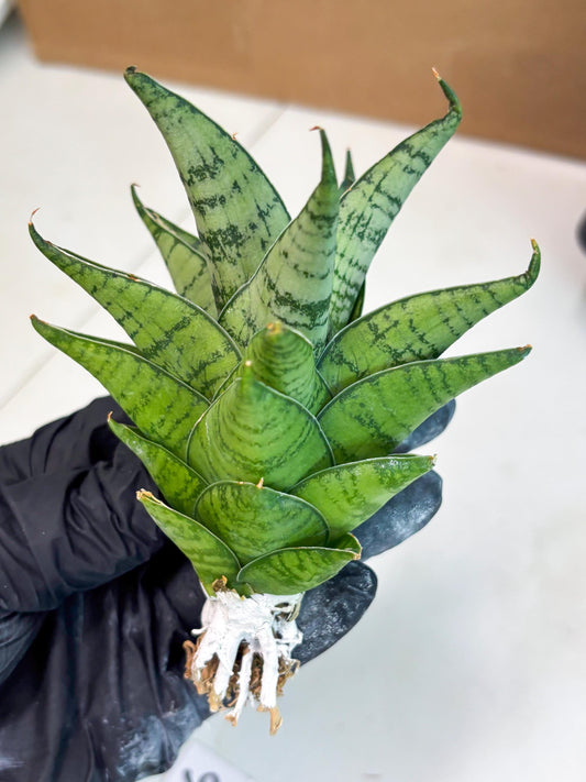 Sansevieria Niubi (ba1) (6) | Rara Hybrid