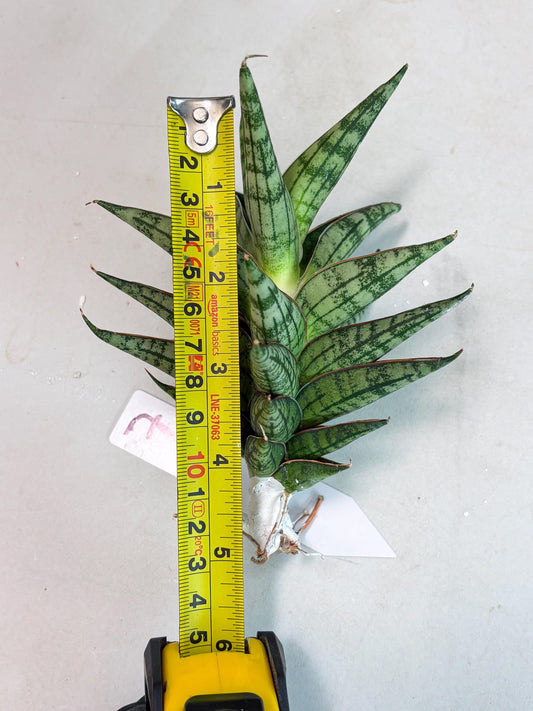 Sansevieria NN77 (ba1) (7) | Rara Hybrid