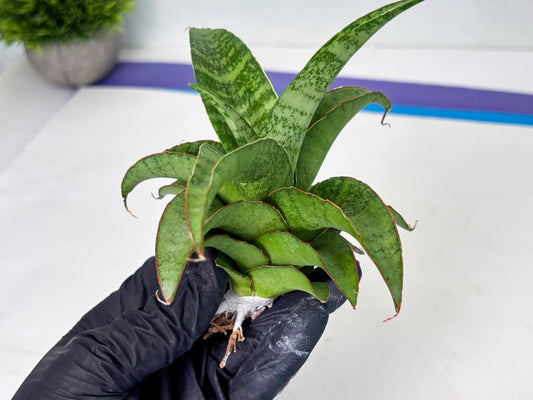 Sansevieria Mutia (ba1) (11) | Rara Hybrid