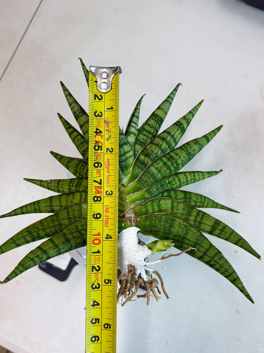 Sansevieria Aff Sindoro (ba2) (4) | Rare imported