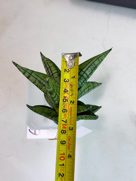 Sansevieria Manja (ba2) (6) | Imported Hybrids