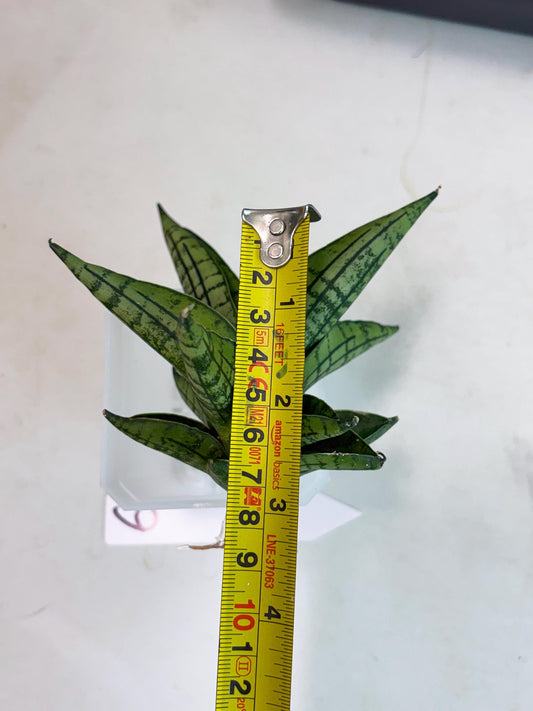 Sansevieria Manja (ba2) (6) | Imported Hybrids