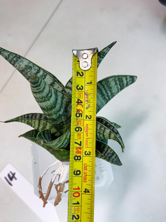 Sansevieria Fire (ba2) (14) | Rare imported