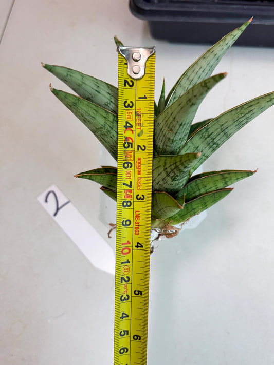 Sansevieria Liwa (ba3) (2) | Rare Hybrid Plant