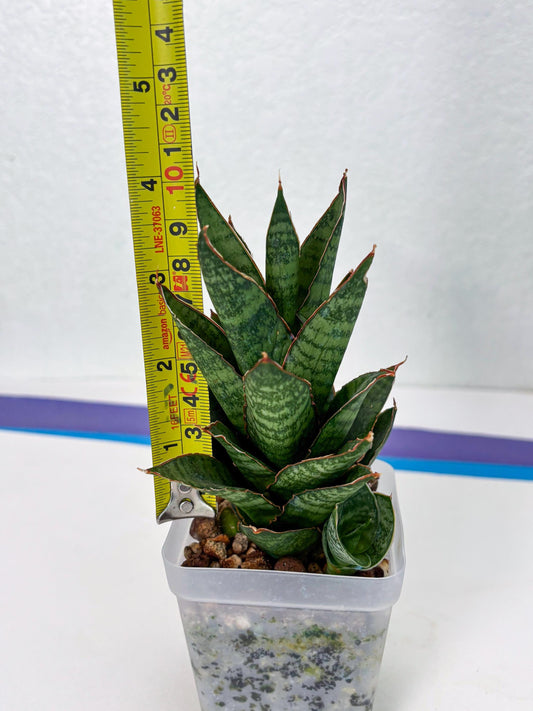 Sansevieria Cordova x Moonshine (ba3) (11) | Rare Hybrid Plant