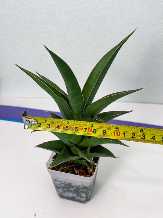 Sansevieria Denjaka (#Ba13) | Parent Plant (Pinguicula x Trifasciata)