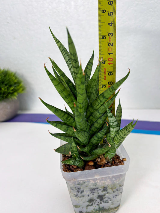 Sansevieria Kesya (ba3) (15) | Rare Hybrid Plant