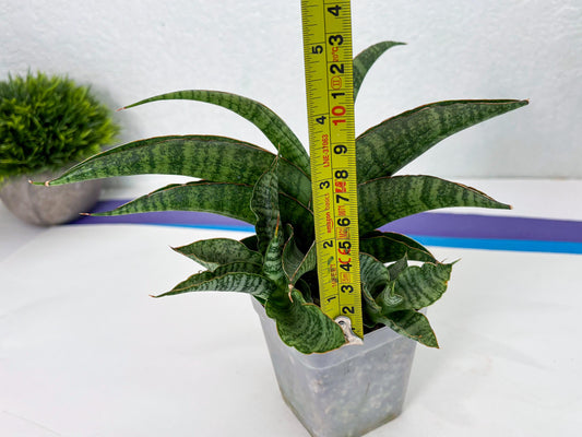 Sansevieria cordova x personii (ba3) (18) | Rare Hybrid Plant