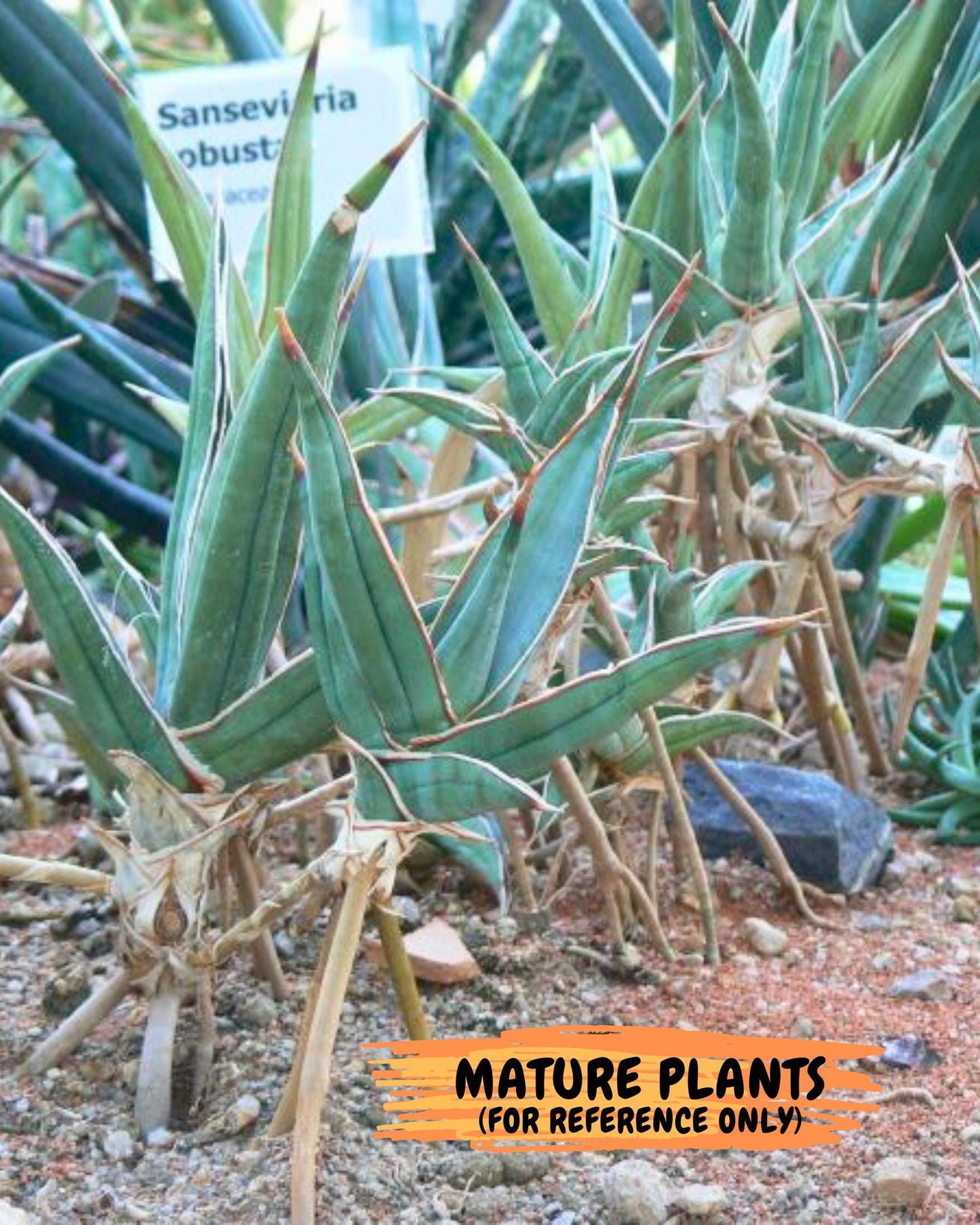 Sansevieria Pinguicula XL | Walking Sansevieria