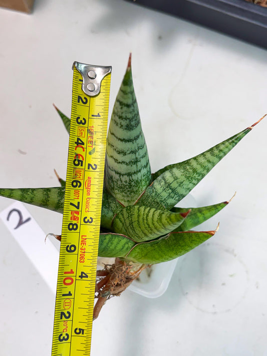 Sansevieria Personi x Liberica (Ha1) (2) | Imported hybrids