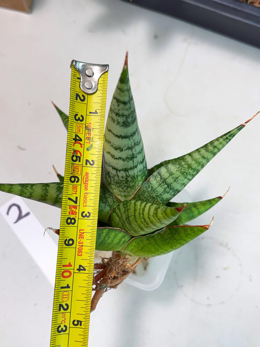 Sansevieria Personi x Liberica (Ha1) (2) | Imported hybrids