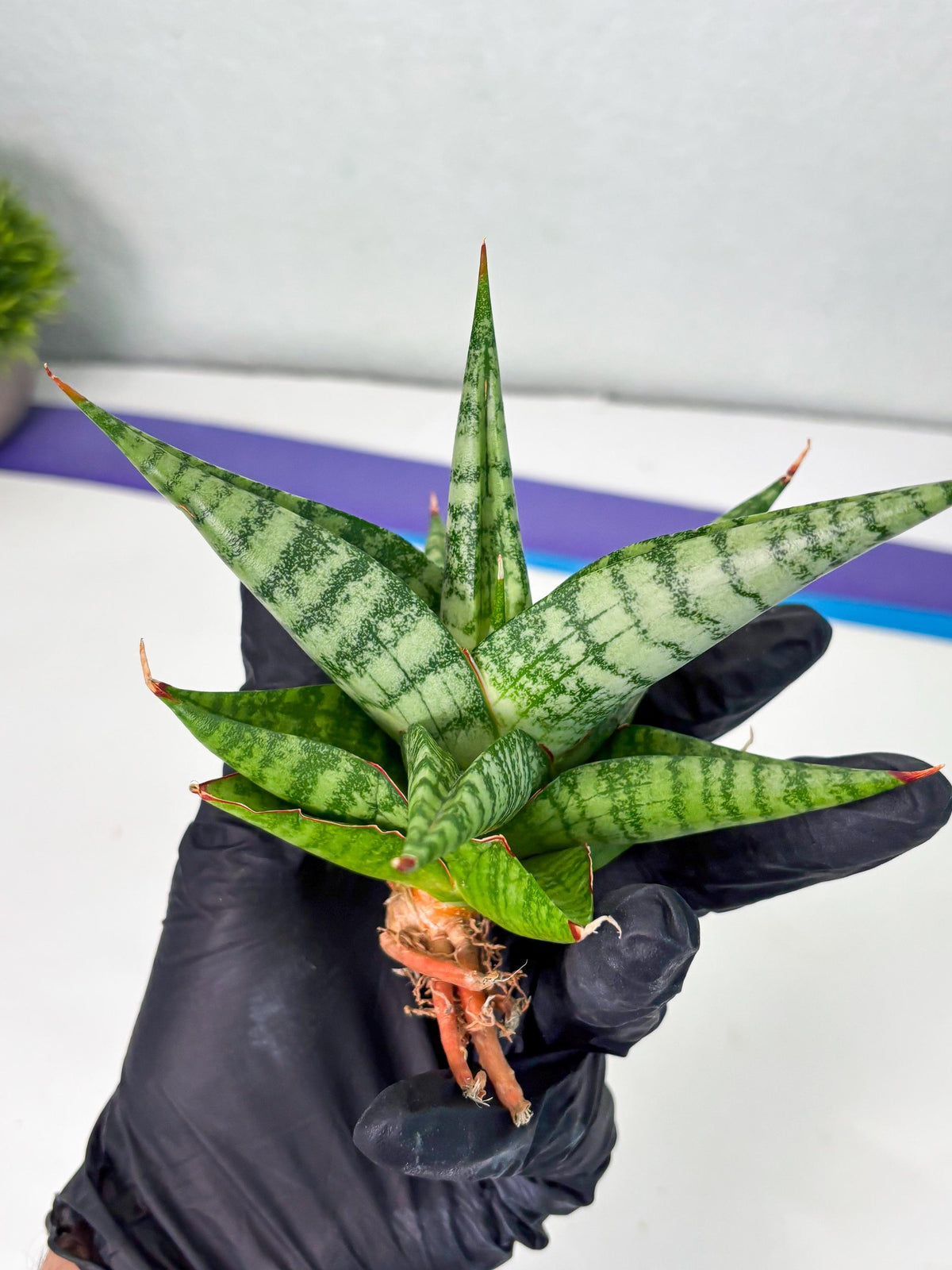 Sansevieria Personi x Liberica (Ha1) (2) | Imported hybrids