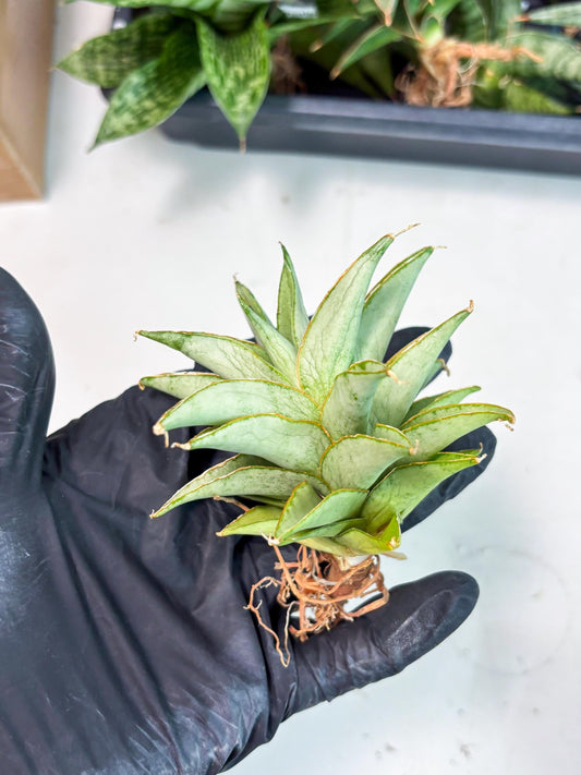 Sansevieria Silver Queen (Ha1) (7) | Imported hybrids