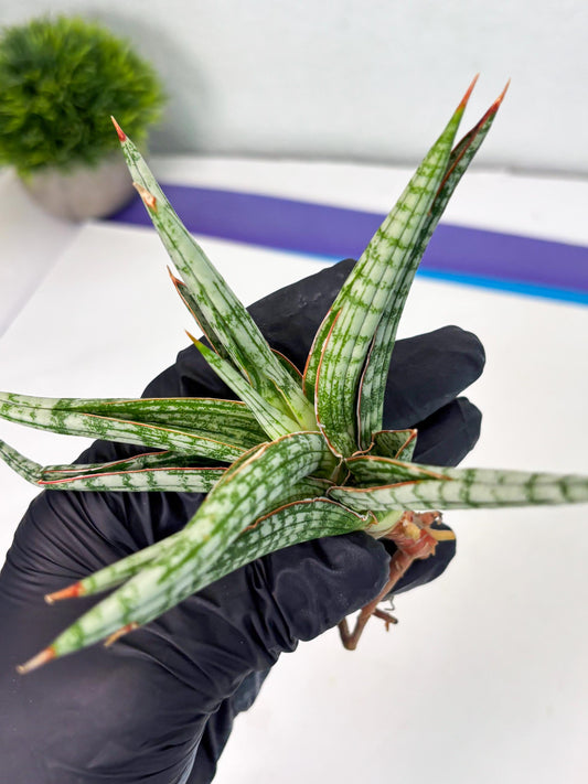 Sansevieria Mandalika (Ha1) (8) | Imported hybrids
