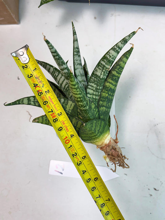 Sansevieria Mosar (Ha1) (12) | Imported hybrids