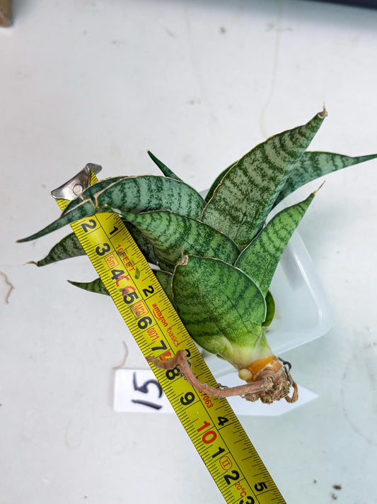 Sansevieria Rubicon (Ha1) (15) | Imported hybrids