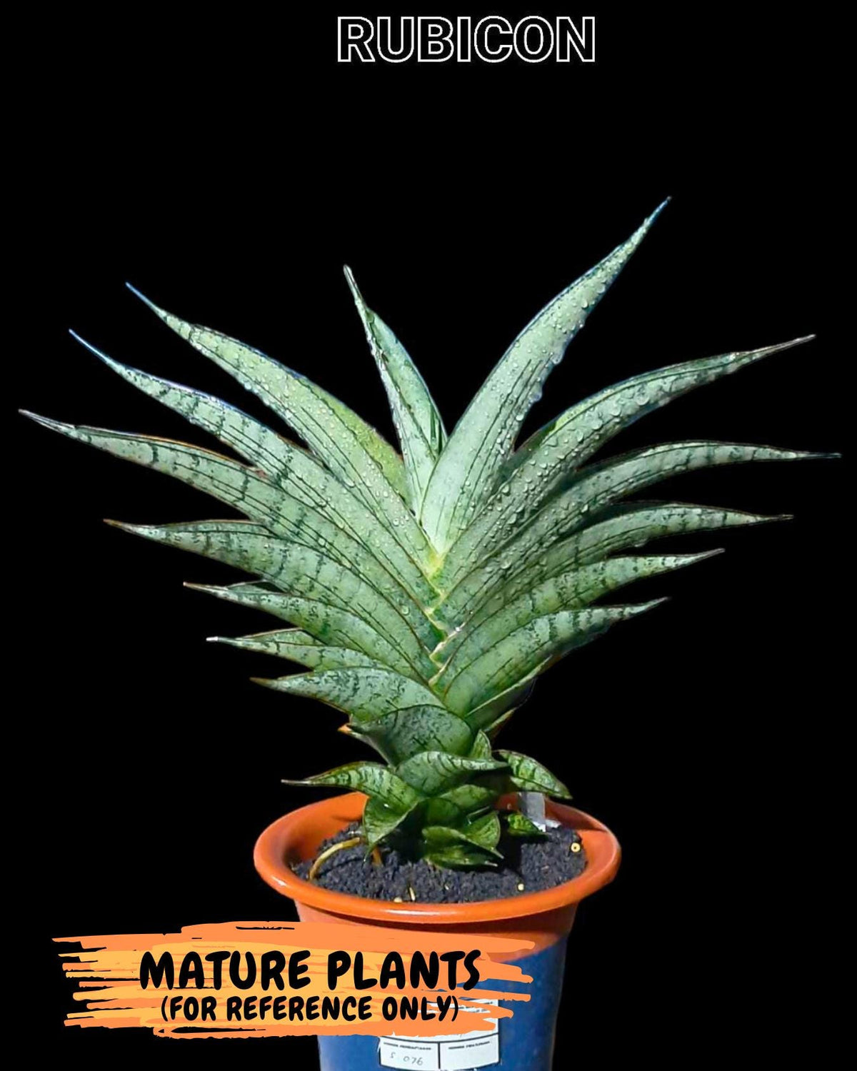 Sansevieria Rubicon (Ha1) (15) | Imported hybrids