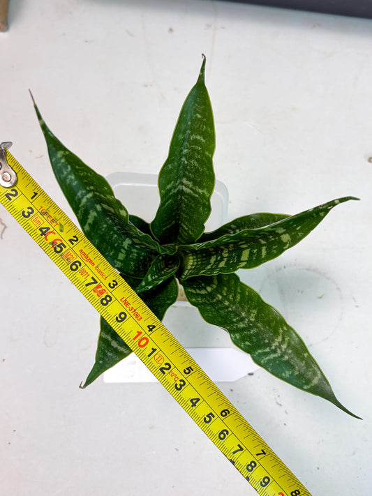 Sansevieria Karaden (Ha1) (17) | Imported hybrids