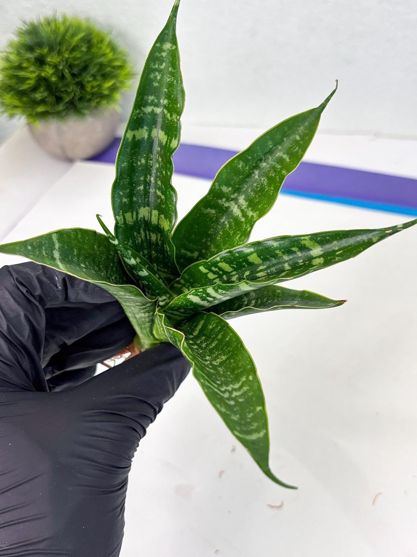 Sansevieria Karaden (Ha1) (17) | Imported hybrids