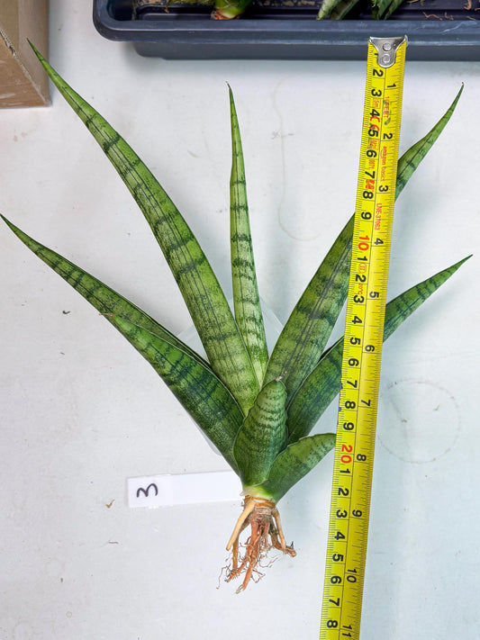 Sansevieria Riyad x Marsha (Ha2) (0) | Rare hybrid Snake Plant