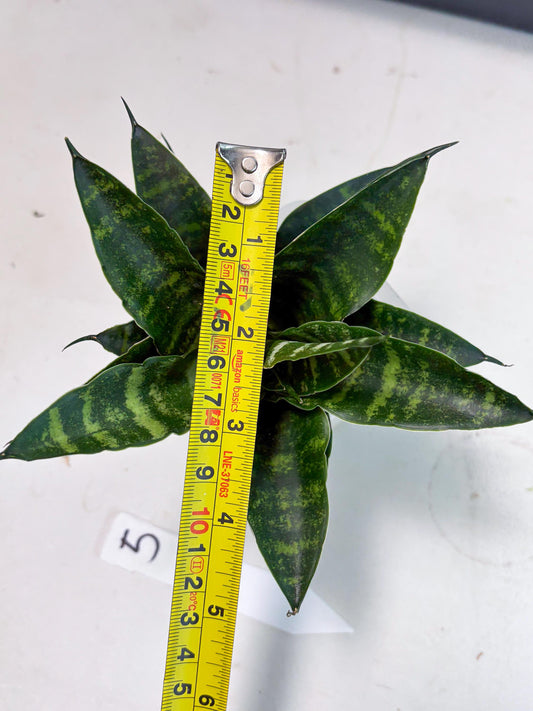 Sansevieria Adikara (Ha2) (5) | Rare hybrid Snake Plant