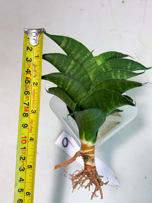 Sansevieria Mbois (Ha2) (9) | Rare hybrid Snake Plant