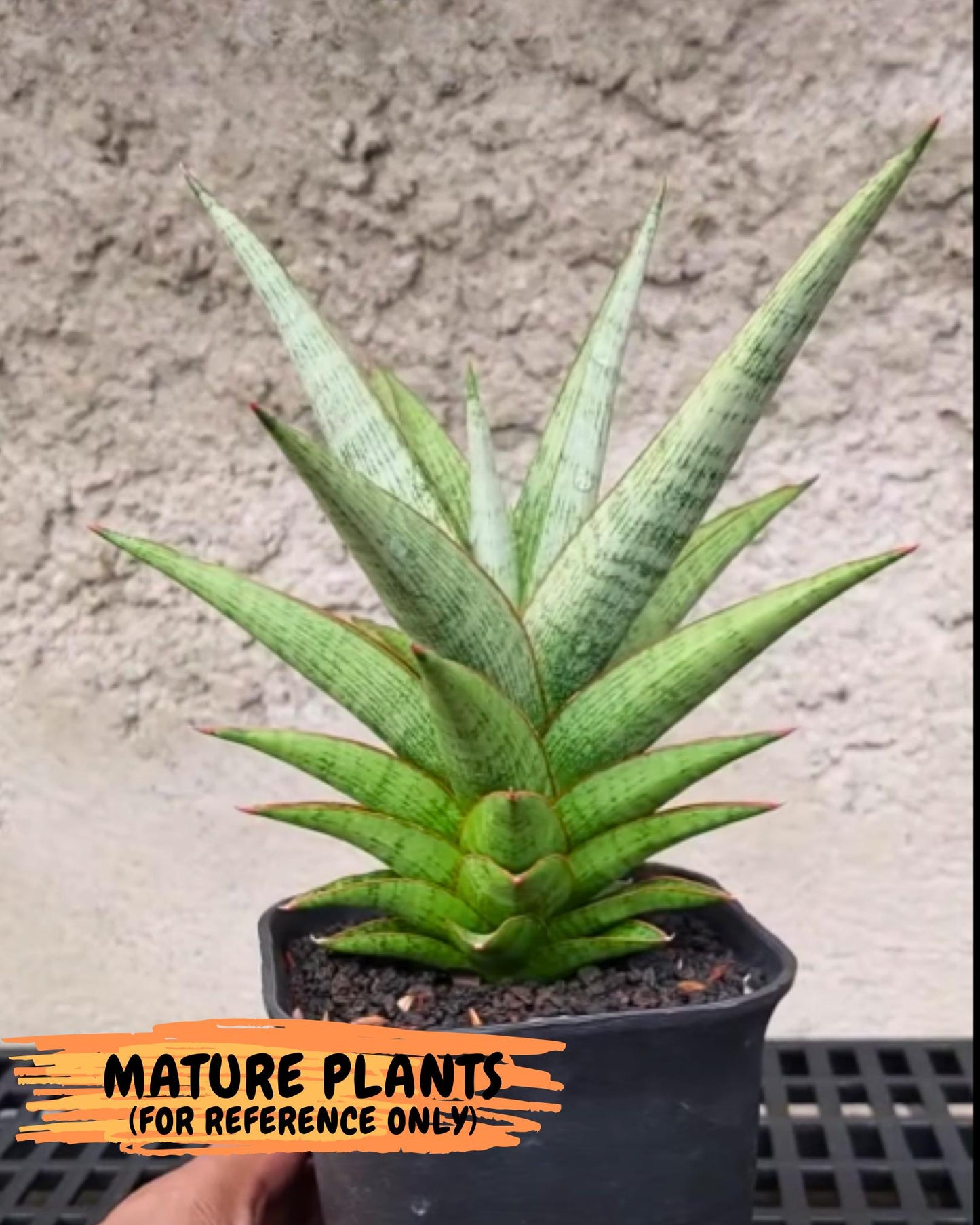 Sansevieria Liwa (Ha2) (17) | Imported