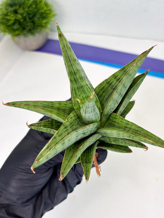 Sansevieria Liwa (Ha2) (17) | Imported