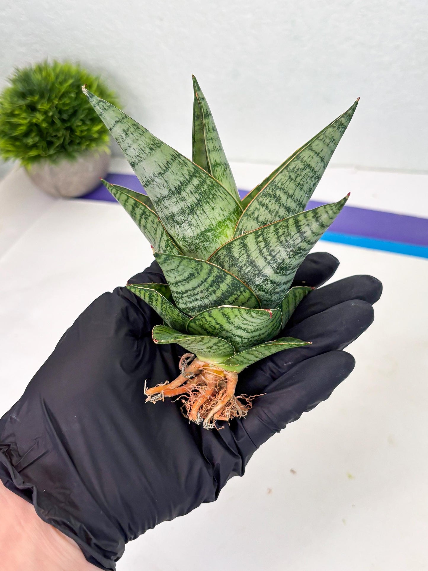 Sansevieria cordova x downsii x gabriela (Ha3) (4) | Rare Hybrid