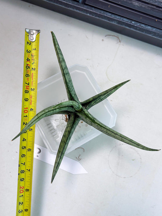 Sansevieria Royal Crown x kanlayensis (Ha3) (10) | Rare Hybrid