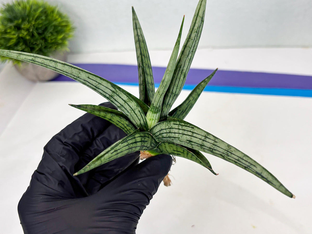 Sansevieria Royal Crown x kanlayensis (Ha3) (10) | Rare Hybrid