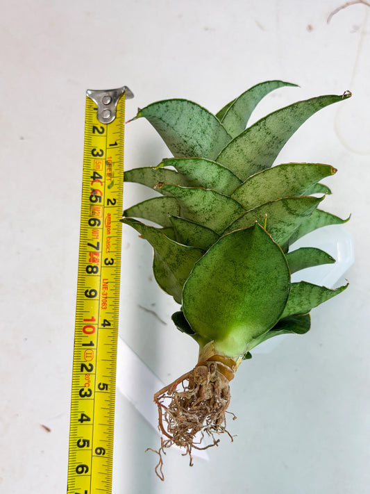Sansevieria Marsha anjani x spyder x sandana moonshine (Ha3) (19)
