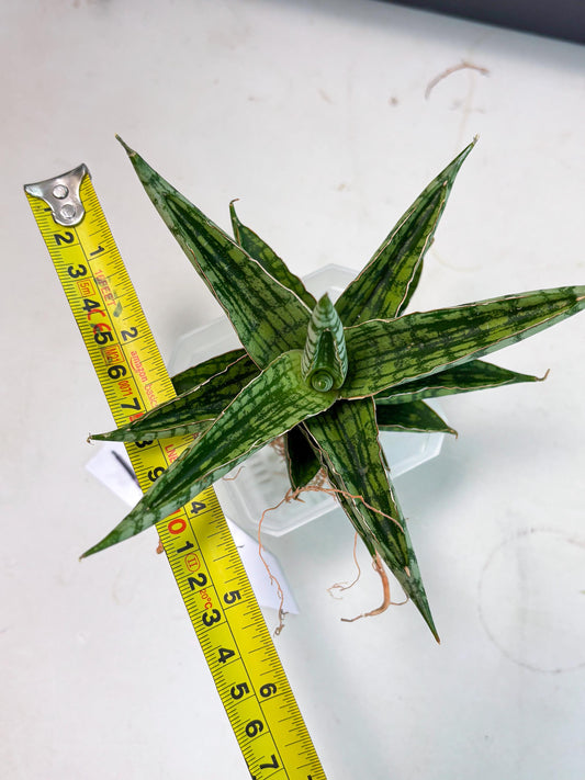 Sansevieria Nalika x Bally Star (Ha4) (1) | Hybrid Snake Plant
