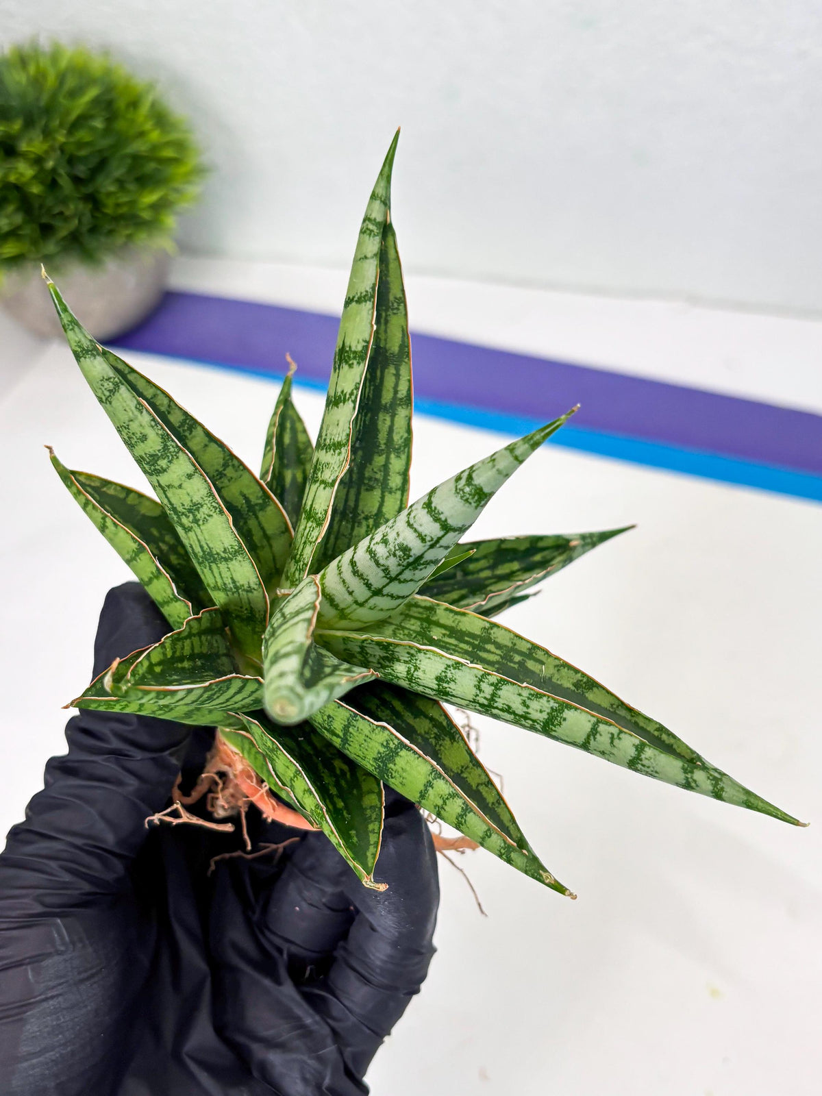 Sansevieria Nalika x Bally Star (Ha4) (1) | Hybrid Snake Plant
