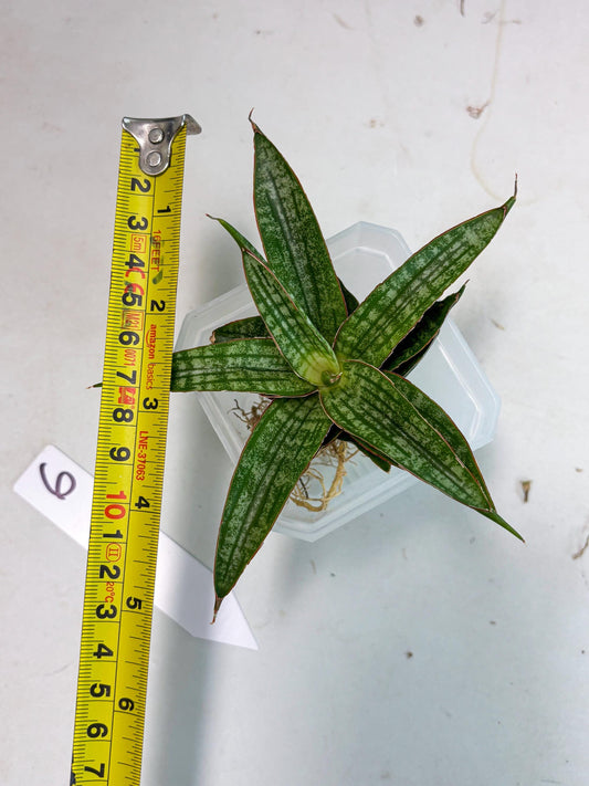 Sansevieria Nalika x Lawang (Ha4) (6) | Hybrid Snake Plant