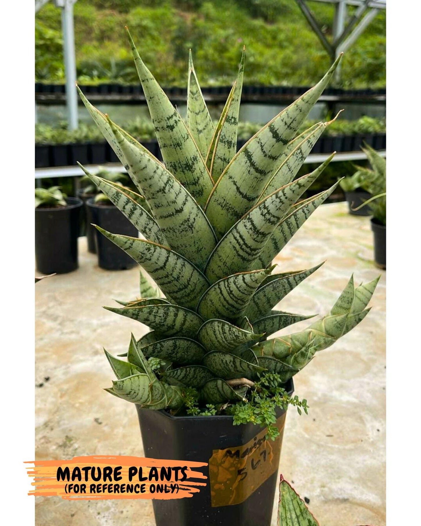 NO LISTTTT (#Ba33) | Imported Plants