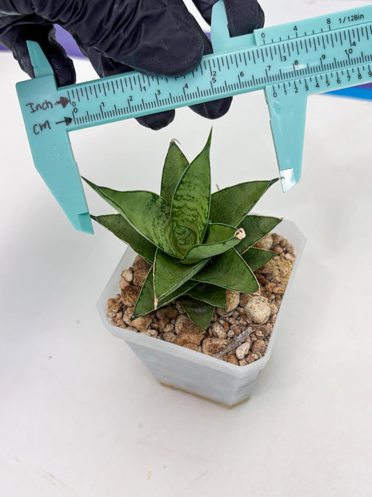 Sansevieria Silver Queen (ba4) (9) | Darf hybrid