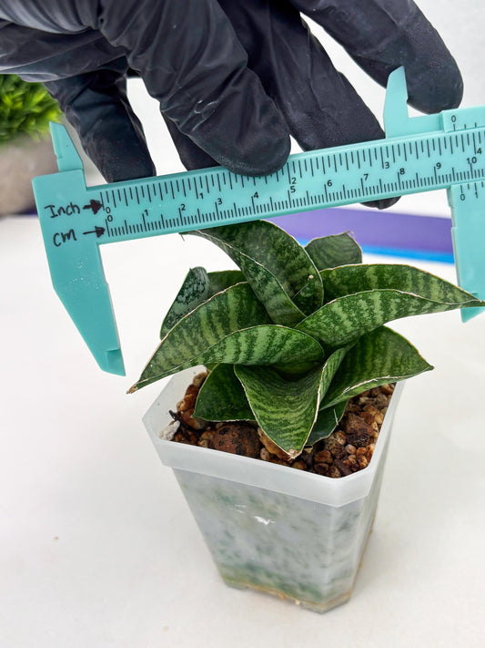Sansevieria Spyder (ba4) (12) | rare Hybrid